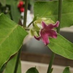 Araujia sericifera 'Rosea'