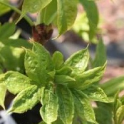 Staphylea pinnata - Faux pistachier