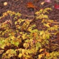 Stephanandra incisa 'Crispa'