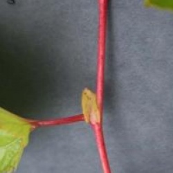 Stephanandra tanakae