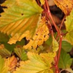 Stephanandra tanakae - Stephanandra tanakae