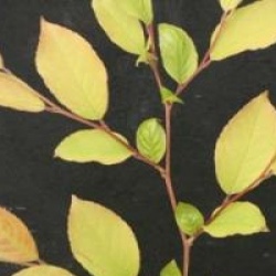 Stewartia monadelpha  - Stewartia monadelpha