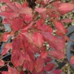 Stewartia monadelpha 