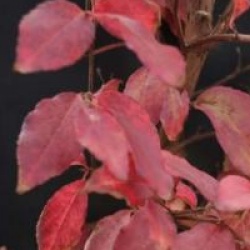 Stewartia monadelpha 