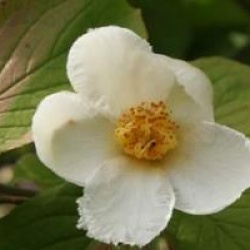 Stewartia pseudocamelia