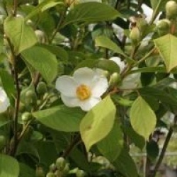 Stewartia pseudocamelia