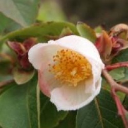 Stewartia rostrata 