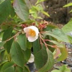 Stewartia rostrata 