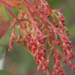 Arbutus x reyorum 'Marina'