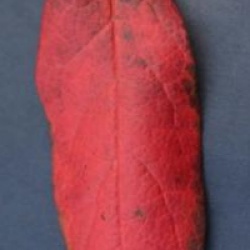 Stewartia rostrata 'Hulsdonk Pink'