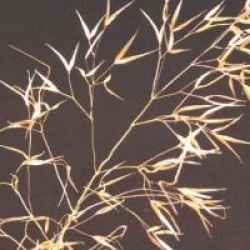 Stipa gigantea - Avoine g�ante