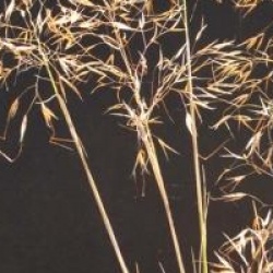 Stipa gigantea