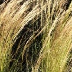 Stipa tenuissima