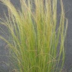 Stipa tenuissima
