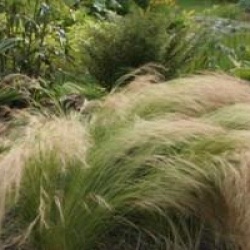Stipa tenuissima