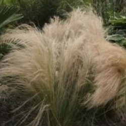 Stipa tenuifolia