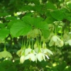Styrax japonicus