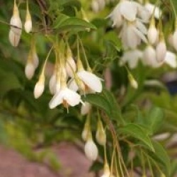 Styrax japonicus