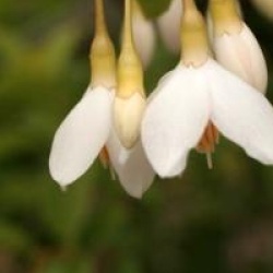 Styrax japonicus