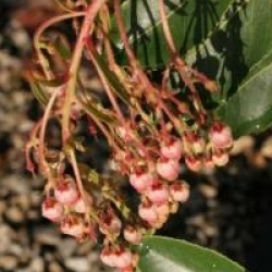 Arbutus x reyorum 'Marina'