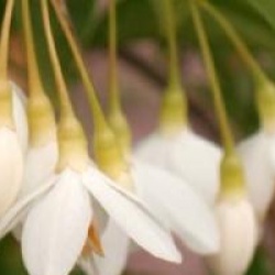 Styrax japonicus