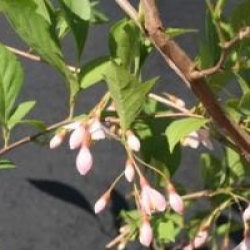Styrax japonicus 'Benibana Pink Chimes'