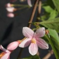 Styrax � fleurs roses