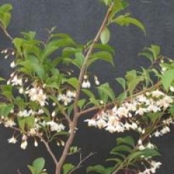 Styrax japonicus 'Fargesii'
