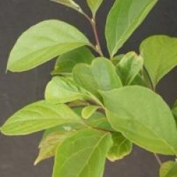 Styrax japonicus 'Fargesii'