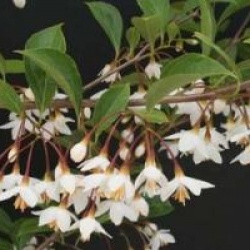 Styrax japonicus 'Fargesii'
