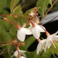Styrax japonicus 'Issai'