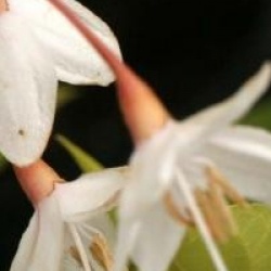 Styrax japonicus 'Issai'
