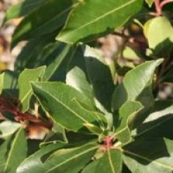 Arbutus x reyorum 'Marina' - Arbousier Marina