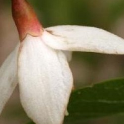 Styrax du Japon pleureur