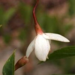 Styrax japonicus 'Pendula'