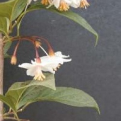 Styrax japonicus 'Purple Dress'