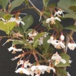 Styrax japonicus 'Purple Dress'
