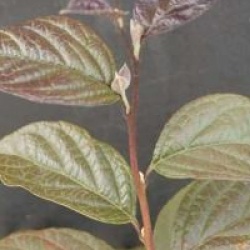 Styrax japonicus 'Purple Dress'