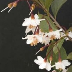 Styrax japonicus 'Purple Dress'