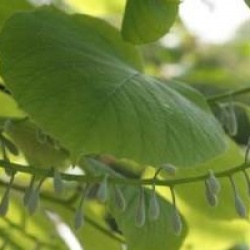 Styrax obassia - Styrax obassia