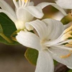 Styrax officinalis - Styrax officinal