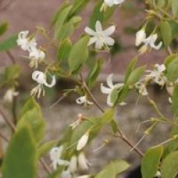 Styrax officinalis