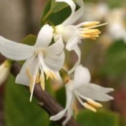 Styrax officinalis