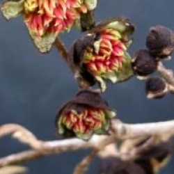 x Sycoparrotia semidecidua - Sycoparrotia semidecidua