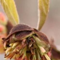 x Sycoparrotia semidecidua
