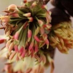 x Sycoparrotia semidecidua