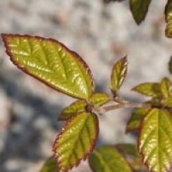 x Sycoparrotia semidecidua 'Purple Haze'