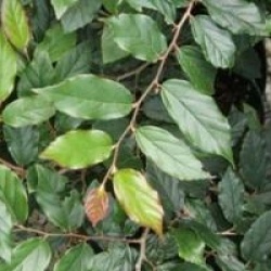 x Sycoparrotia semidecidua 'Purple Haze'