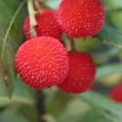 Arbutus unedo - Arbousier