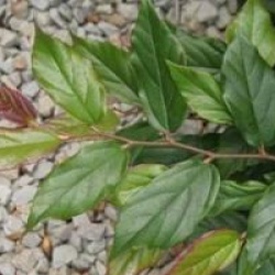 x Sycoparrotia semidecidua 'Purple Haze'